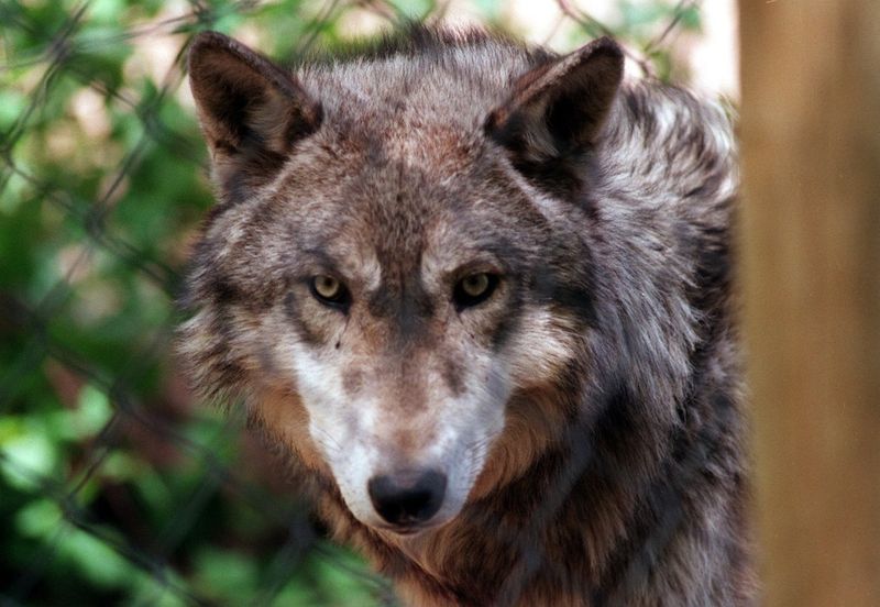 Wolves Run On Renewable Energy