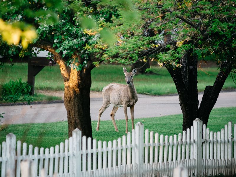 Fence Navigation Experts