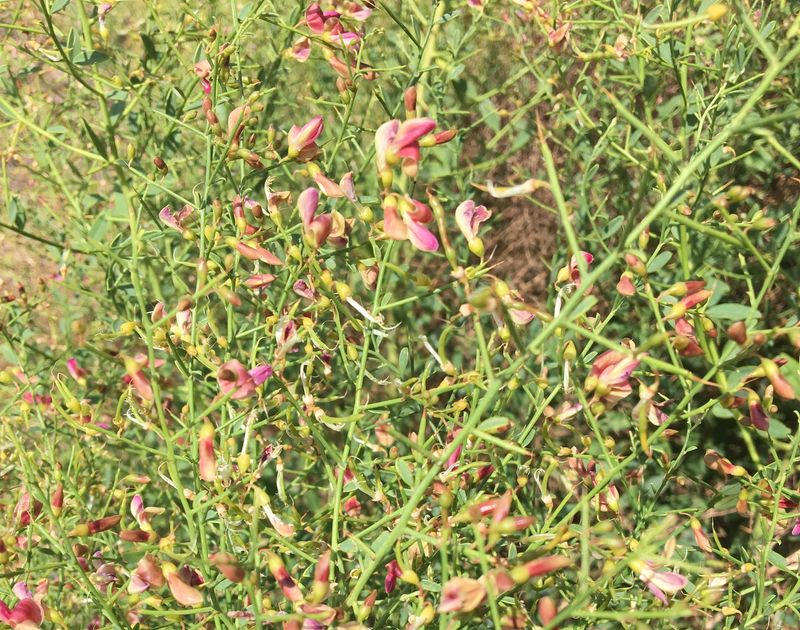 Camel Thorn Bush