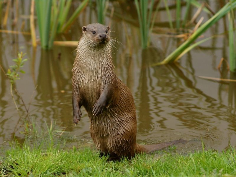 Invasive Species Threats