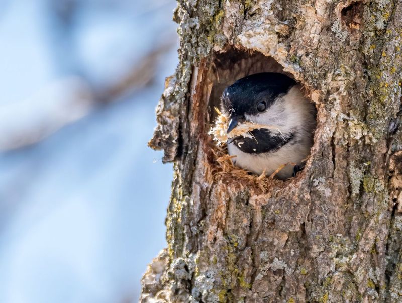 Cavity Nest Scarcity Drives Returns