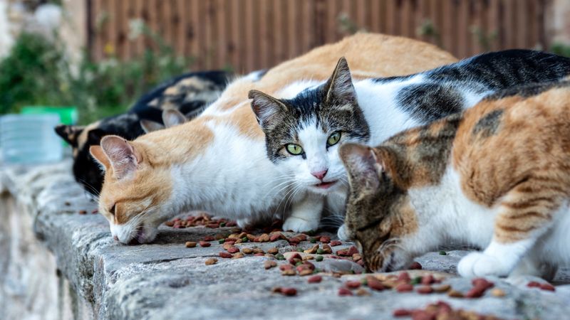 Opportunistic Feeding Patterns