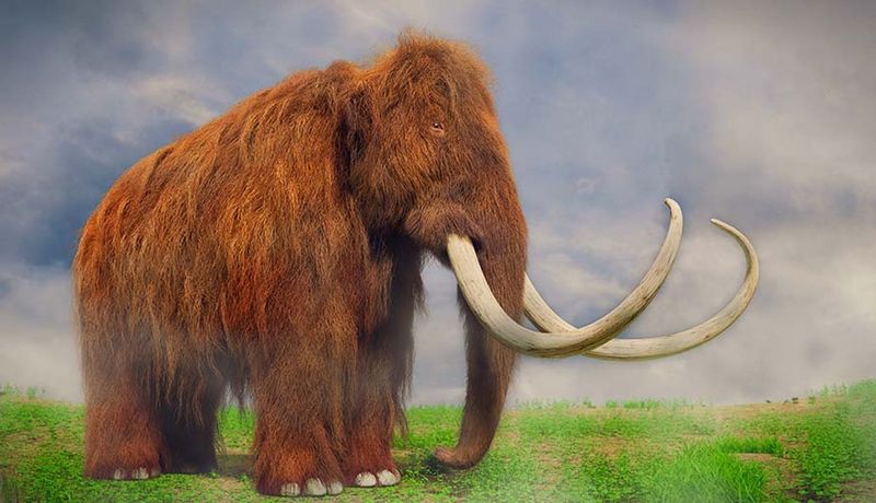 Trunk Had 40,000 Muscles