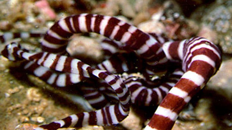 Ribbon Worm