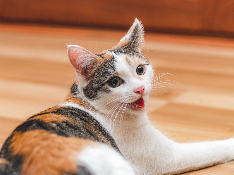 Your Cat's Panting Increases