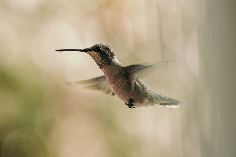 Bands Are Lightweight And Safe For Hummingbirds