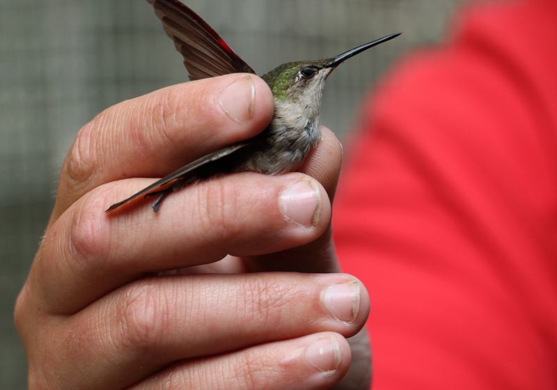 Hummingbird Banding Helps Track Migration Patterns