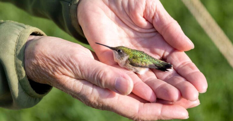 Hummingbird Banding: Tracking Nature's Smallest Travelers