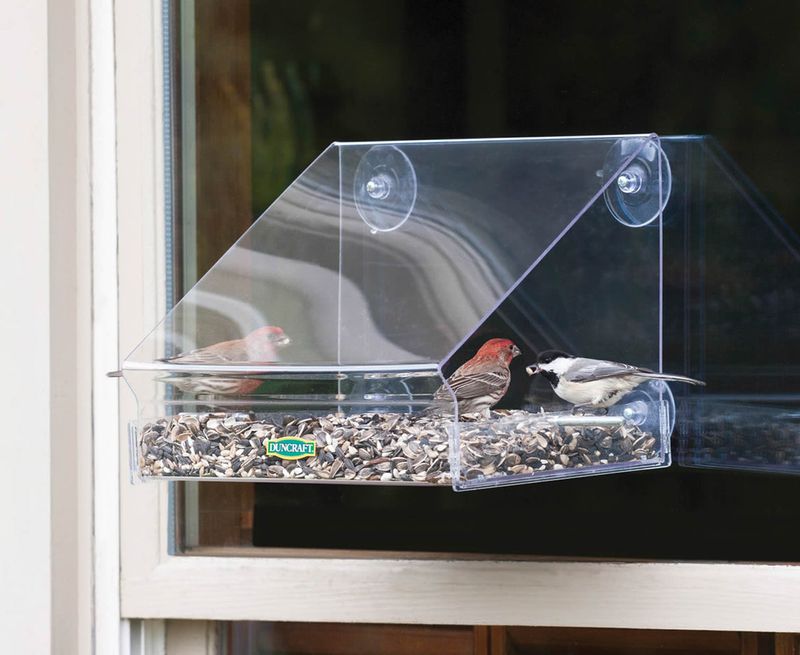 Window Feeders: Up-Close Bird Watching