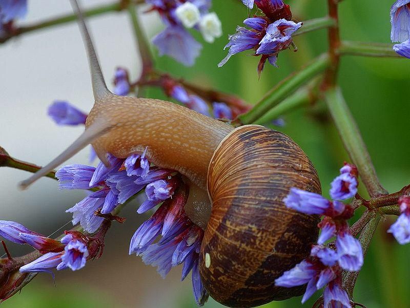 Slugs And Snails With Sticky Situations