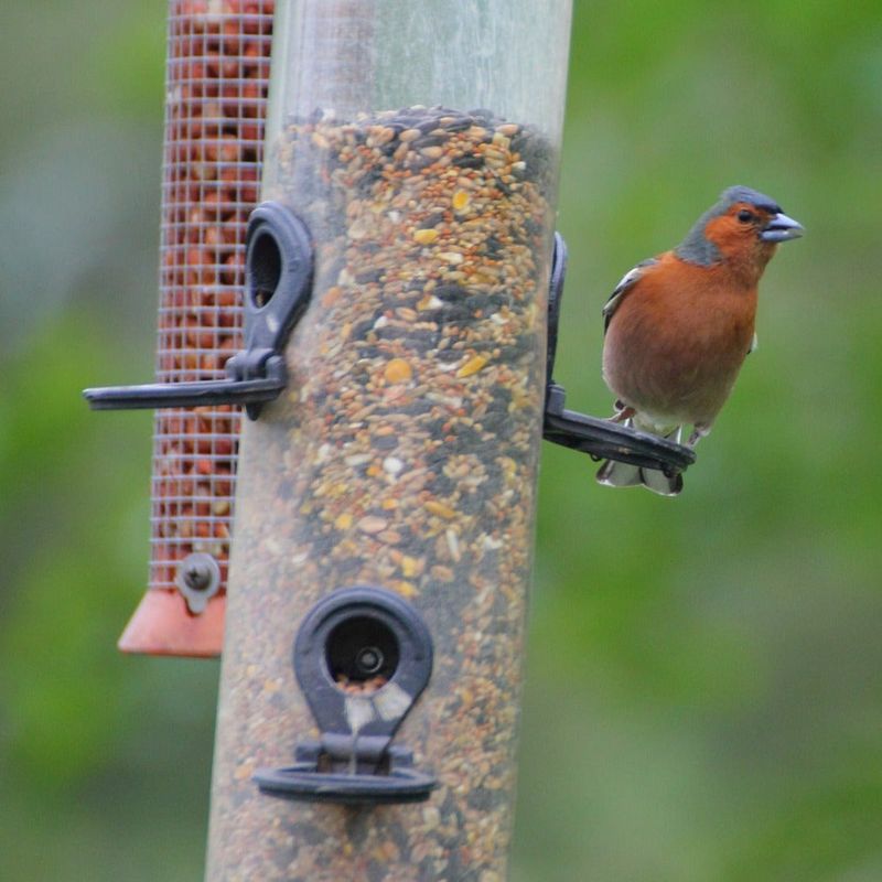 Mixed Seed Blends: Attracting A Variety Of Birds