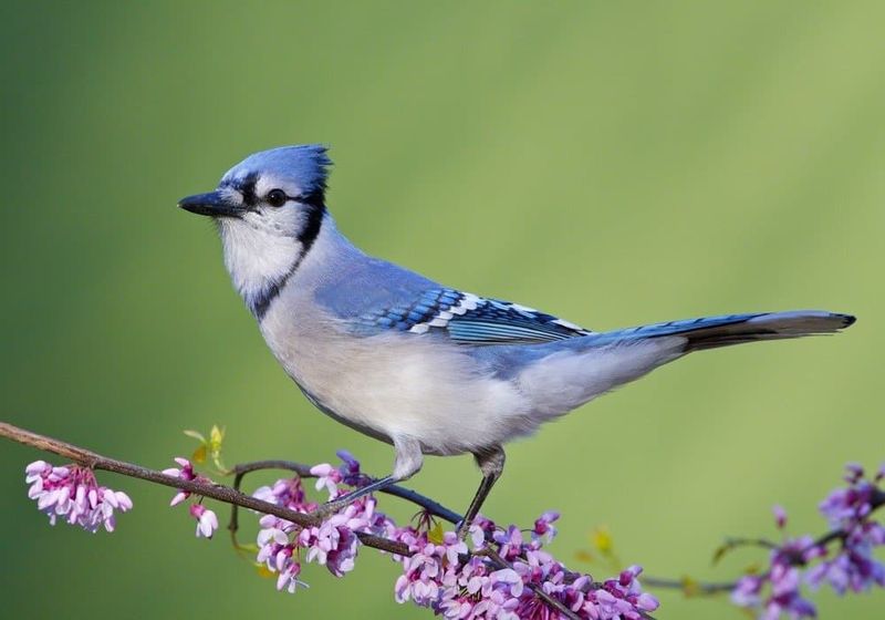 Blue Jay's Bold Personality