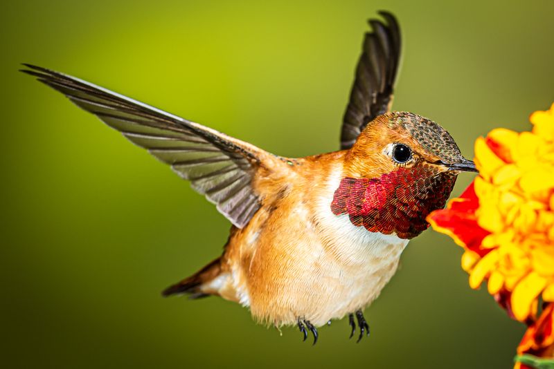 Banding Helps Monitor Population Changes Over Time