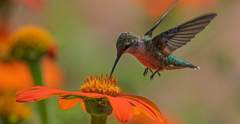 Hummingbirds Aren’t Just Cute, They’re Essential For Flower Survival