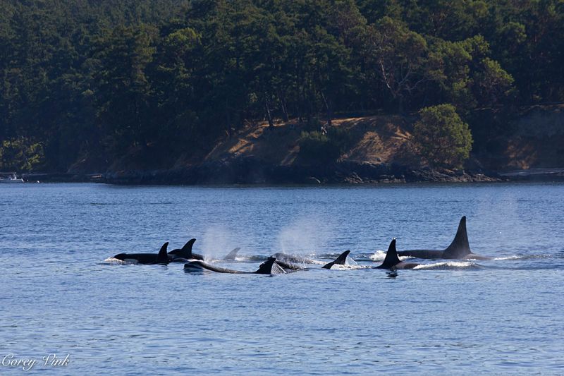 Best Viewing Locations From Shore