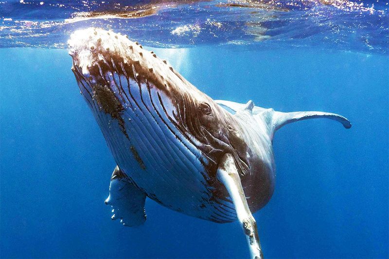 AI Is Being Used To Decode Whale Vocalizations