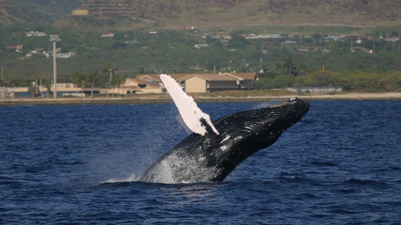 Scientists Study Whale Songs Using Hydrophones