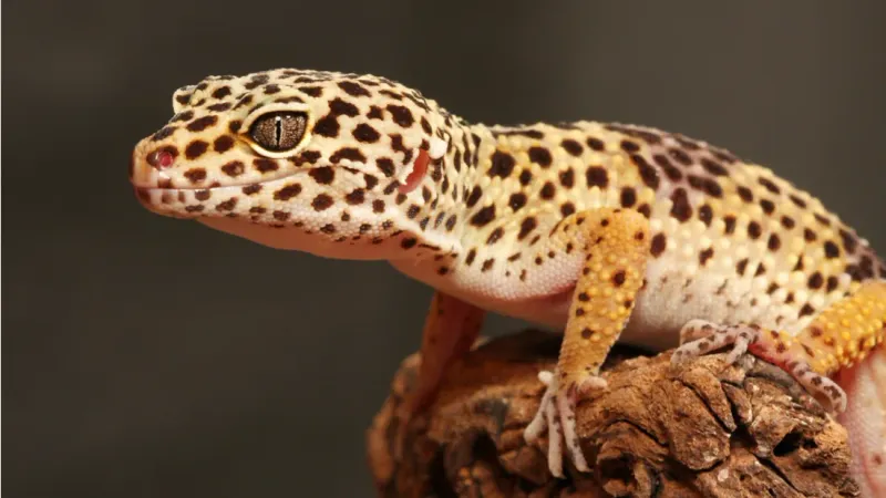 Lizards: How Much Can They Scurry Without A Tail?