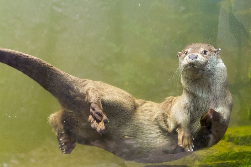 River Otters