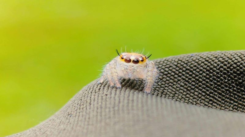Jumping Spiders