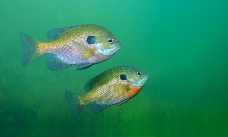 Find Deep Basin Bluegills