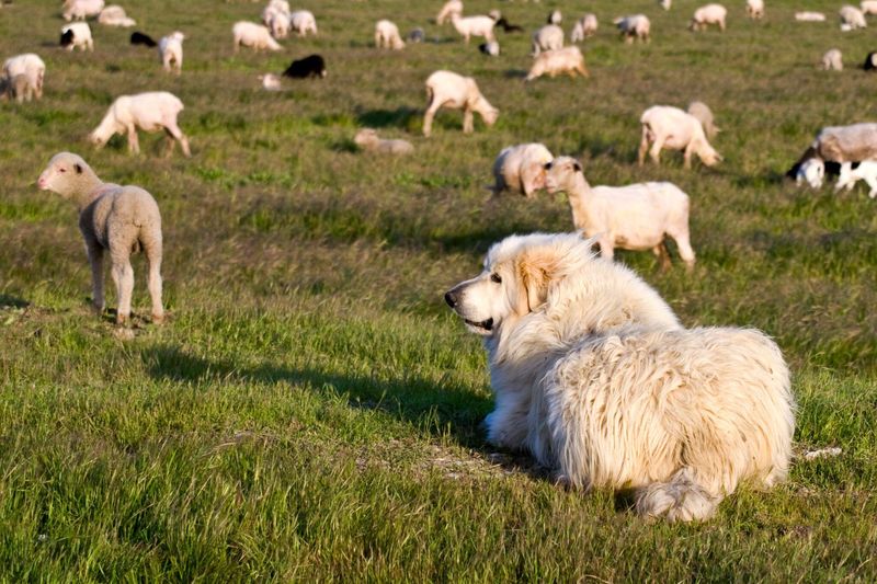 Livestock Guardian Dogs (LGDs)