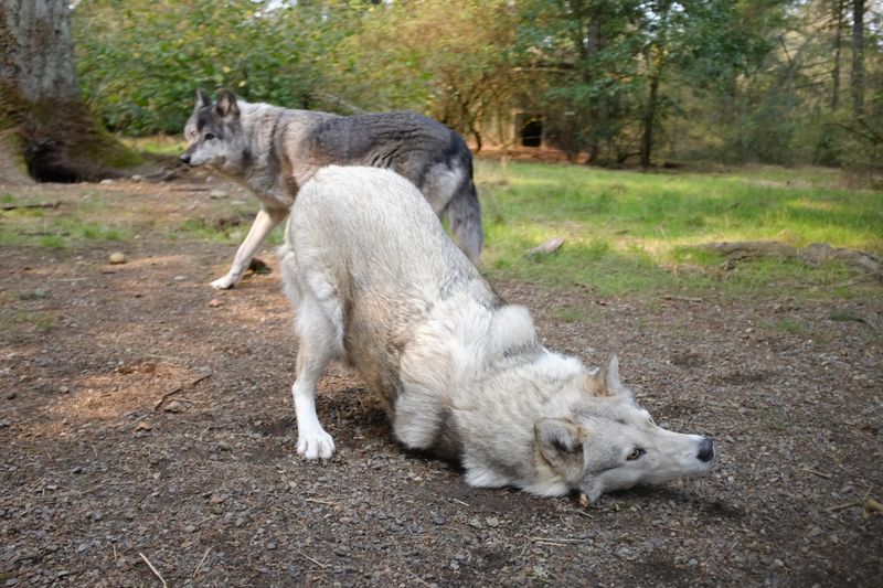 Marking Territory With Scent On A Whole Different Level