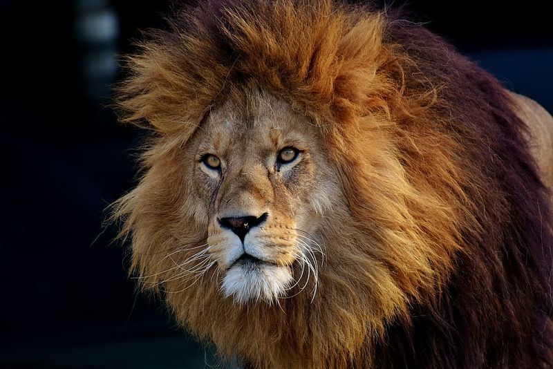 Magnificent Manes