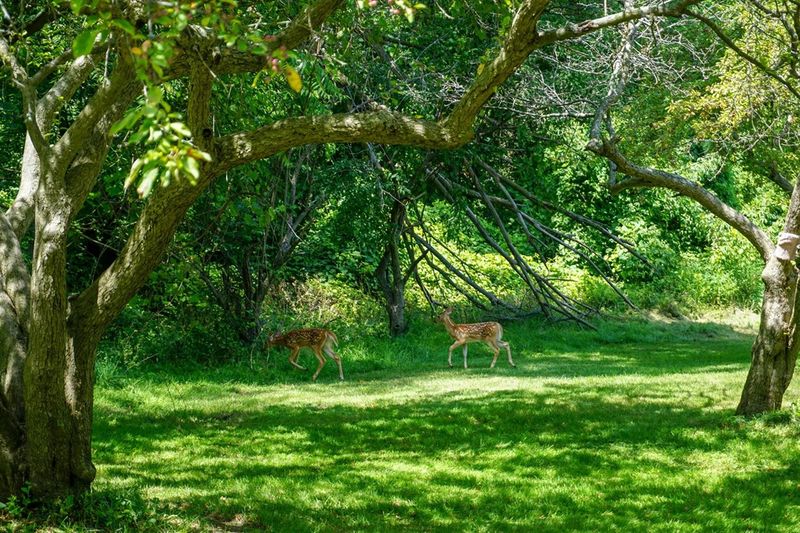 Edge Habitat Advantages