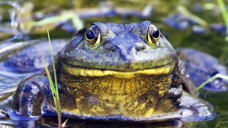 Invasive Species Change Soundscapes
