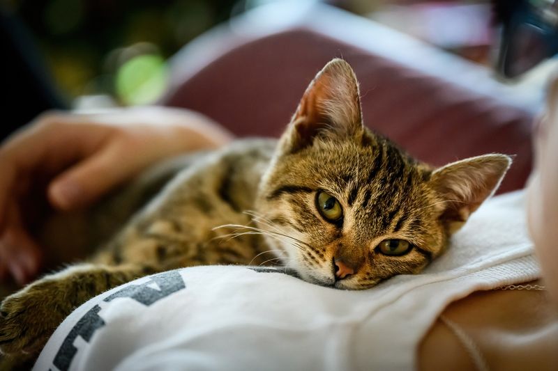 Cuddle Preferences Undergo Renovation