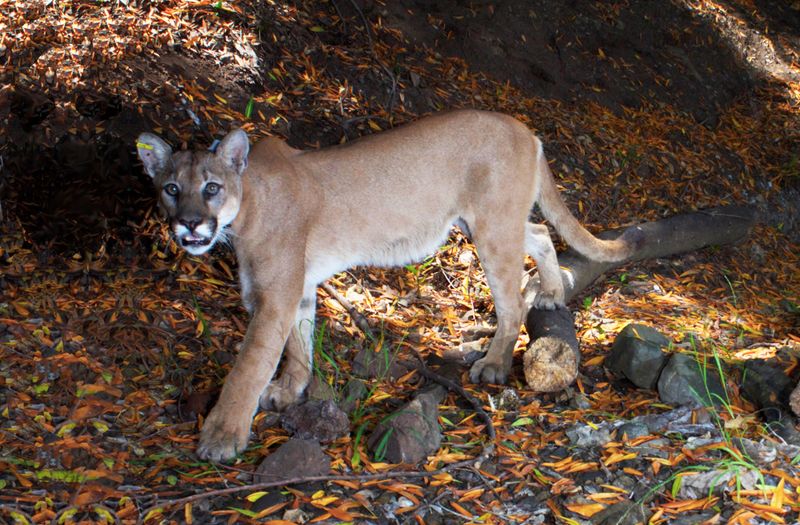 Young Cougars Must Disperse To Establish Home Ranges