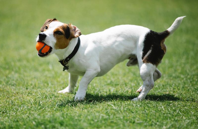 Jack Russell Terriers