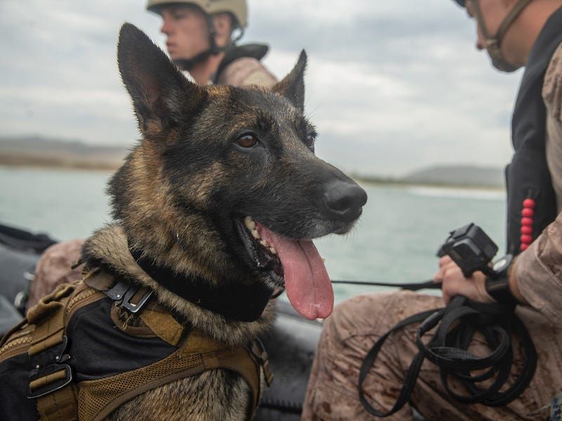 Malinois