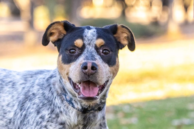 Cattle Dog Mixes: Respectful Teammates