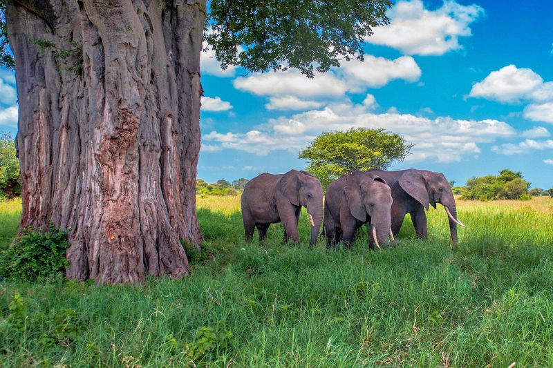 Tarangire National Park, Tanzania