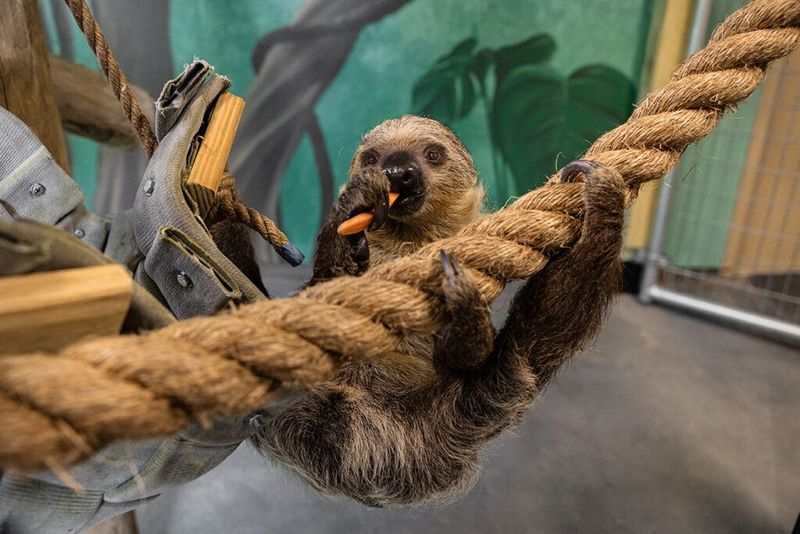 Two-Toed Sloth: The Slowest Diva On Earth