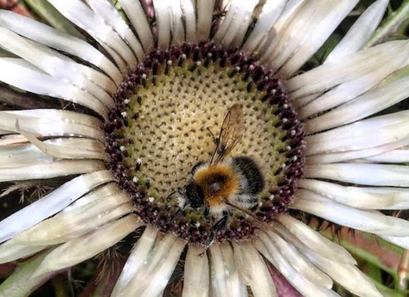 Hybrid Insects Become Climate Change Indicators