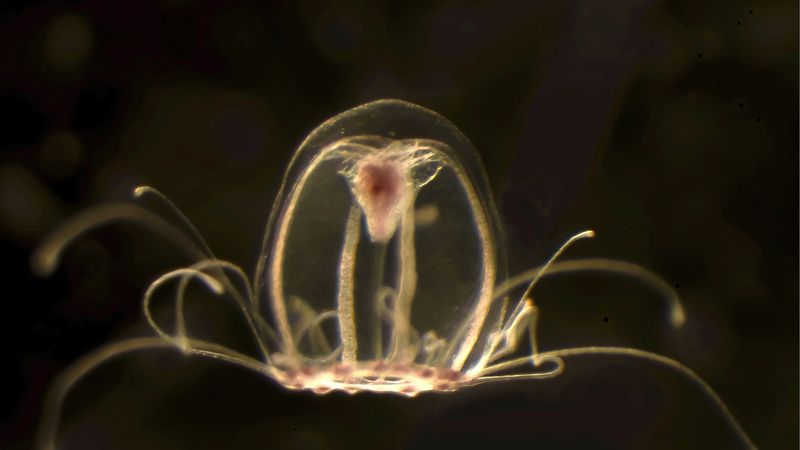 Immortal Jellyfish: The Age Reverser