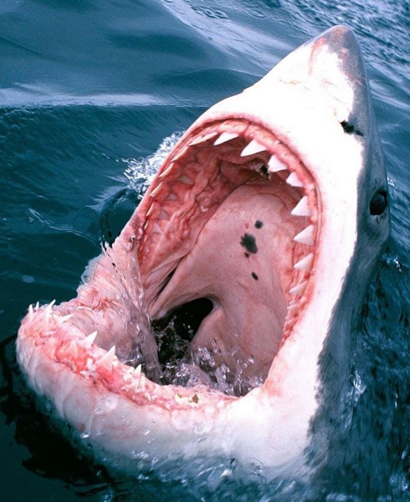 Constantly Renewed Teeth