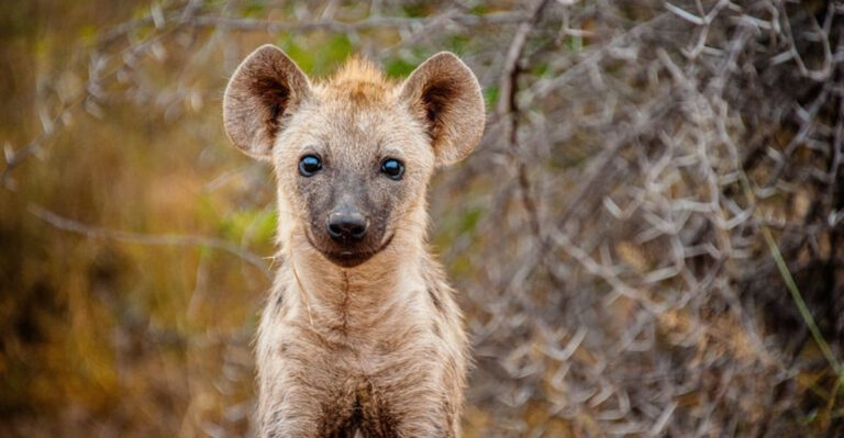 Hyena Diet Breakdown: What Do They Really Eat