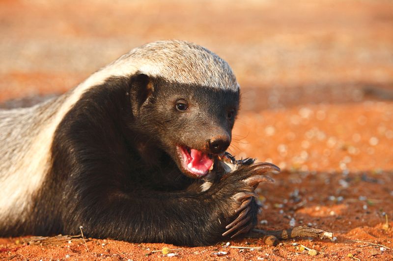 Honey Badgers' Killing Sprees