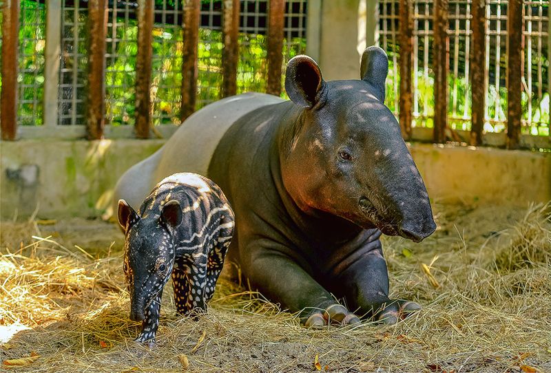 Tapirs: The Prehistoric Gardeners