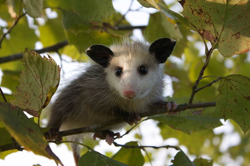 Opossums