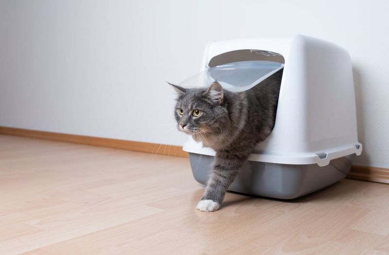 Feline Lower Urinary Tract Disease (FLUTD)