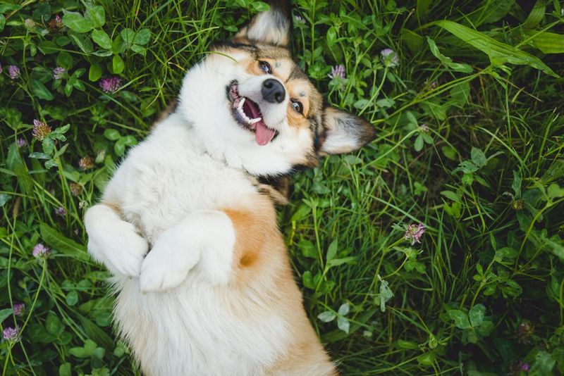 Can You Scratch My Belly?