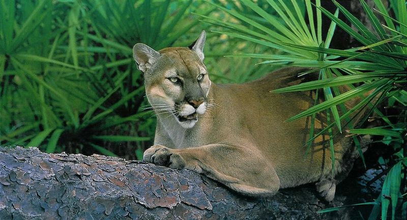 Florida's Elusive Panthers