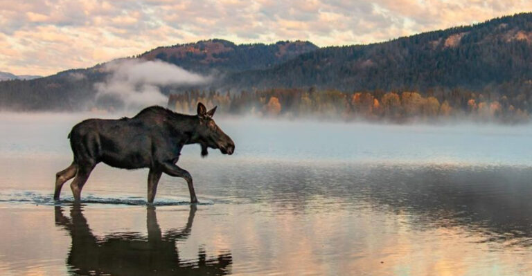 I Traveled Across The U.S. To Find Wildlife - Here's What I Learned