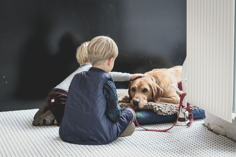 Labrador Retriever
