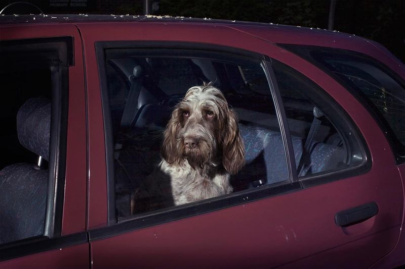 Please Don't Leave Me In The Car!